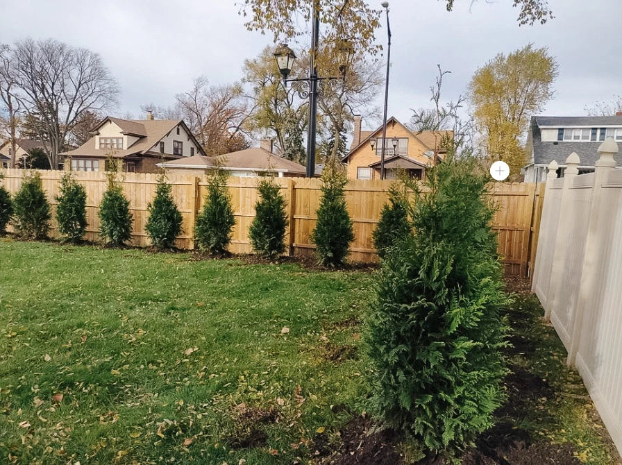 5pck - 1 Gallon - GREEN GIANT ARBORVITAE - Thuja FAST GROWERS!