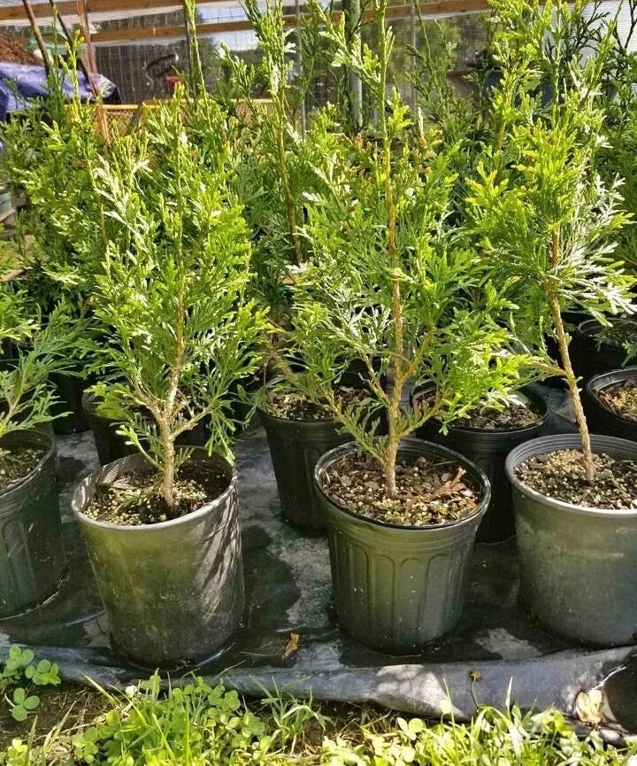 5pck - 1 Gallon - GREEN GIANT ARBORVITAE - Thuja FAST GROWERS!