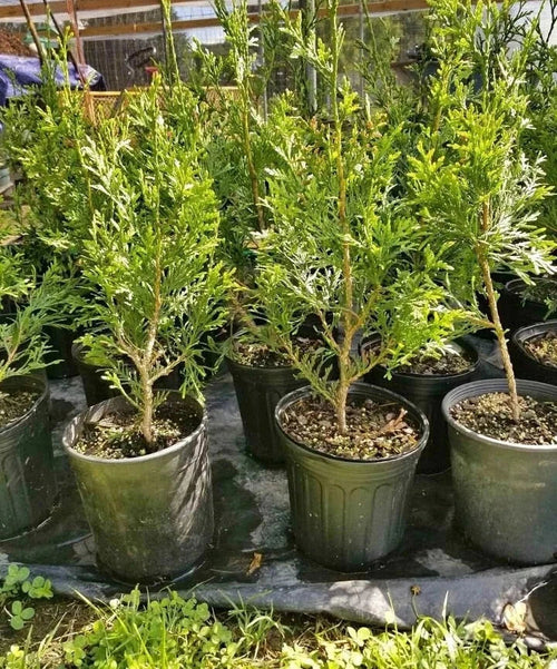 5pck - 1 Gallon - GREEN GIANT ARBORVITAE - Thuja FAST GROWERS!